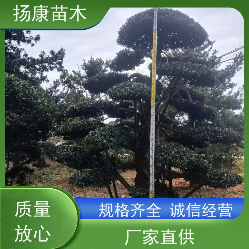 扬康苗木 规格齐全 别墅景区道路园林绿化大型造景树 海岛罗汉松