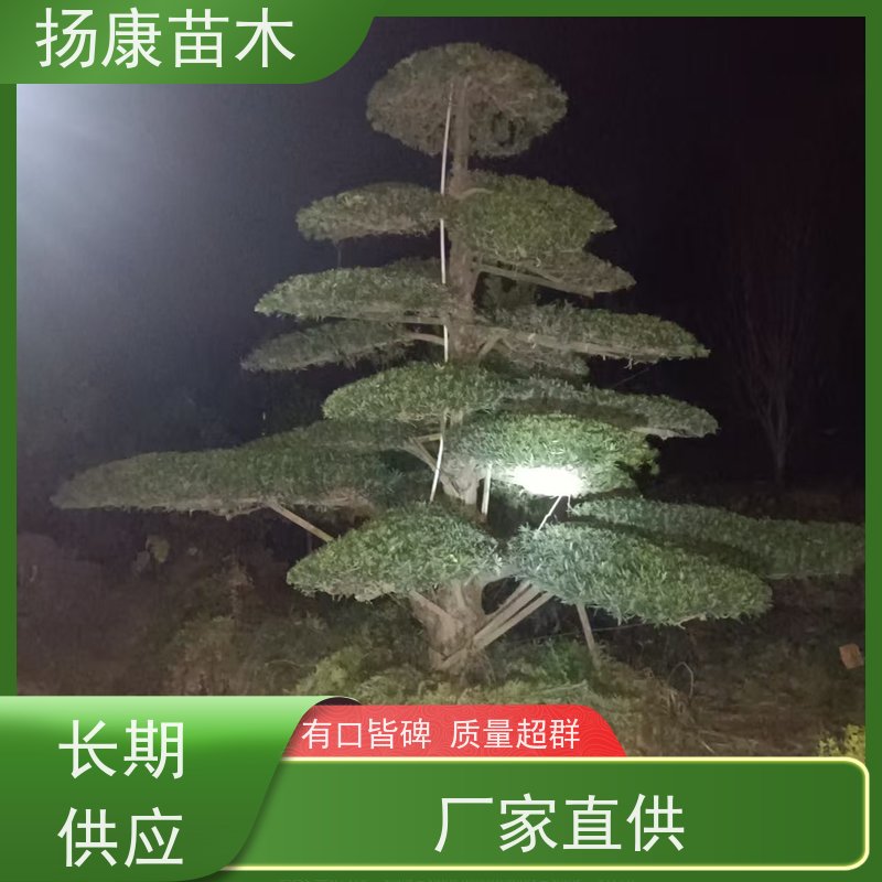 扬康苗木 基地直供 四季常青植物 多种规格可选 贵妃罗汉松