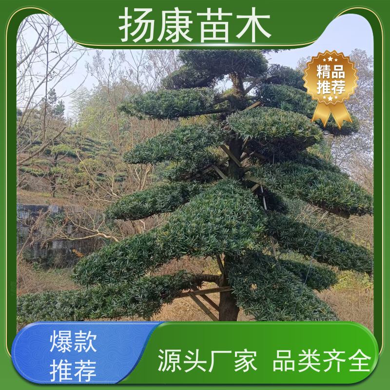 小叶罗汉松 基地直供 扬康苗木 庭院园林景观打造绿化道路观赏价值高