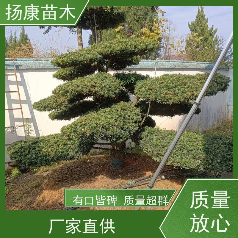 扬康苗木 黑松 迎客松别墅庭院绿化树 大叶罗汉松