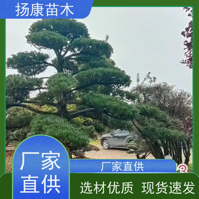 日本罗汉松 基地直供 扬康苗木 别墅庭院风景树 