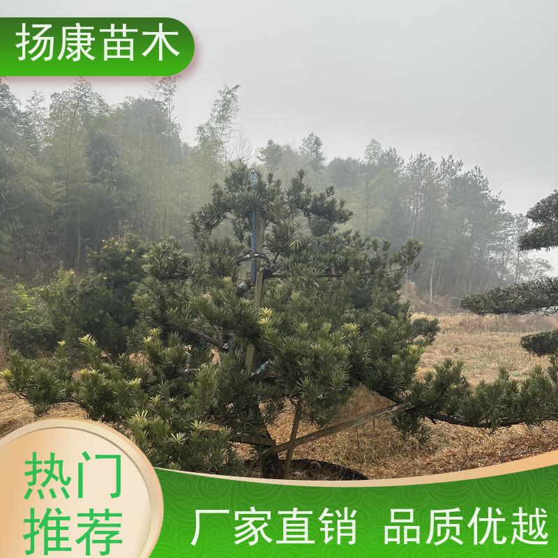 扬康苗木 地采购 庭院别墅主景树 品种齐全 斜飘罗汉松