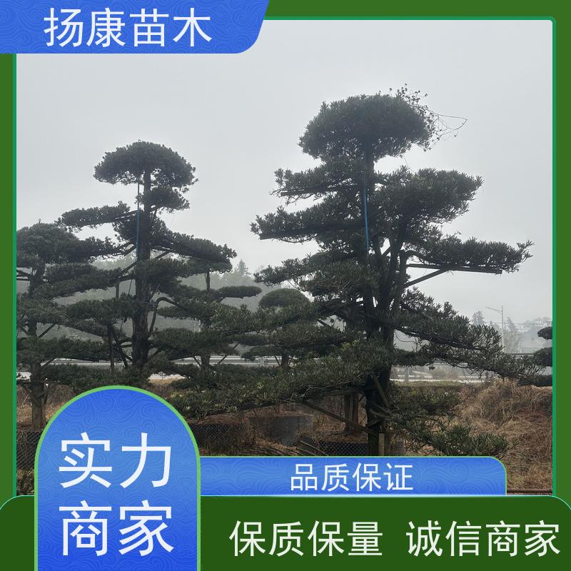 雀舌罗汉松 多种规格可选 扬康苗木 四季常青植物