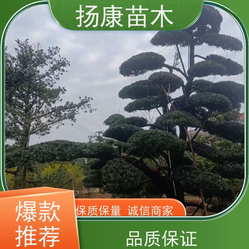 金钻罗汉松 多种规格可选 扬康苗木 园林绿化造型松
