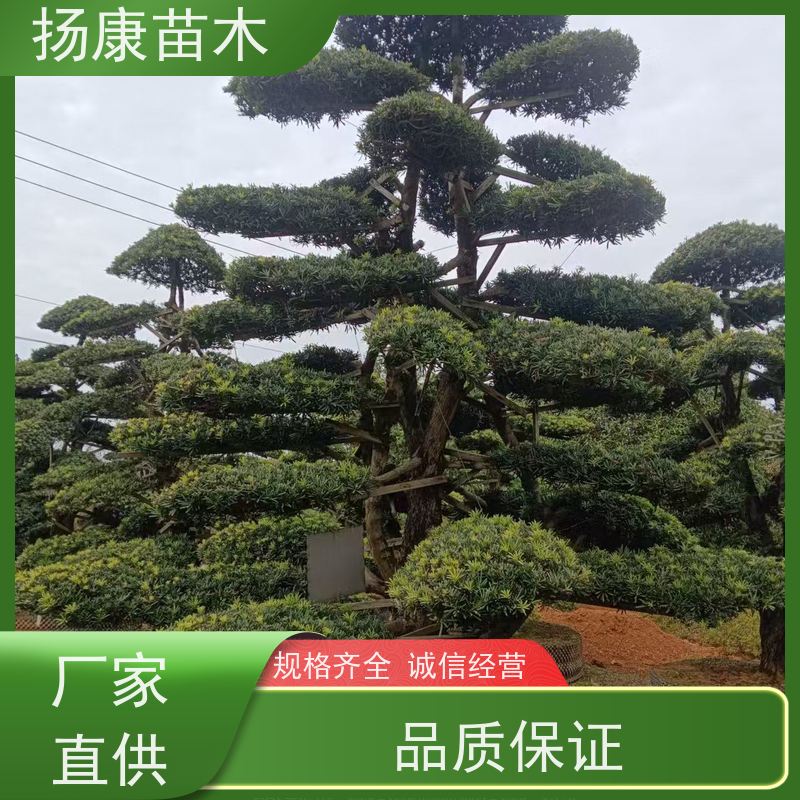 雀舌罗汉松 规格齐全 扬康苗木 庭院园林景观打造绿化道路观赏价值高