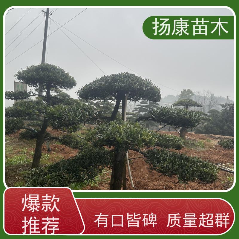大叶罗汉松 全国供应 扬康苗木 庭院园林景观打造绿化道路观赏价值高