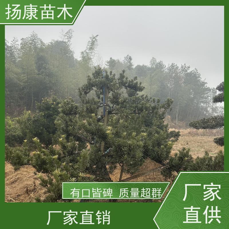 精品造型罗汉松 多种规格可选 扬康苗木 四季常青植物