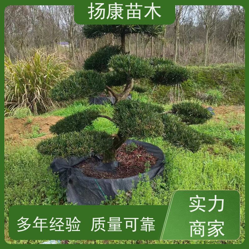 小叶罗汉松 多种规格可选 扬康苗木 别墅庭院风景树 