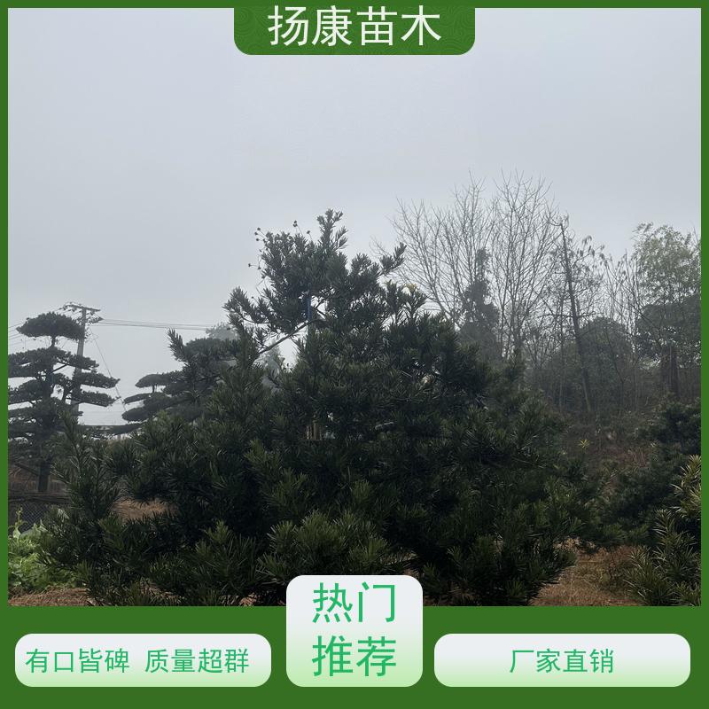 海岛罗汉松 多种规格可选 扬康苗木 别墅区点缀 易养活