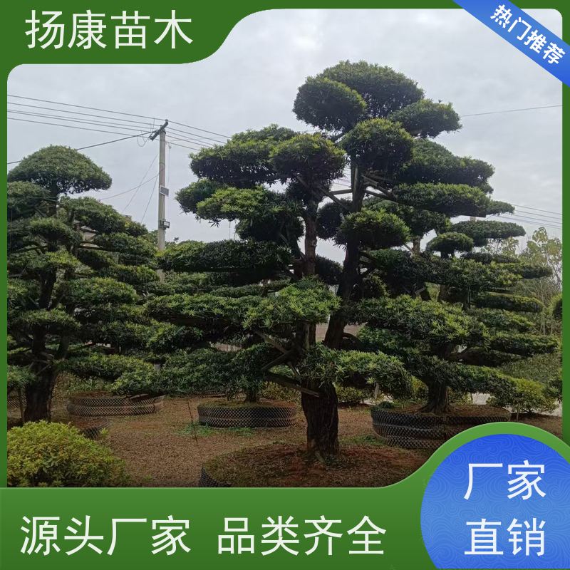 贵妃罗汉松 多种规格可选 扬康苗木 别墅庭院风景树 