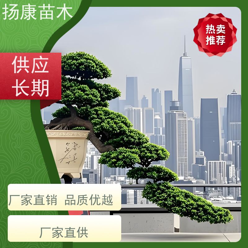 宽叶罗汉松 全国供应 扬康苗木 别墅庭院风景树 