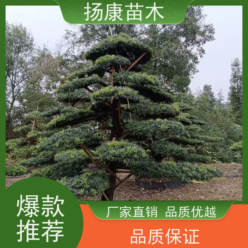 大叶罗汉松 全国供应 扬康苗木 1-20公分造型黑松 庭院小区绿化造景树