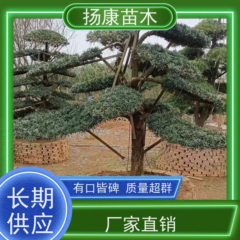 宽叶罗汉松 全国供应 扬康苗木 庭院园林景观打造绿化道路观赏价值高