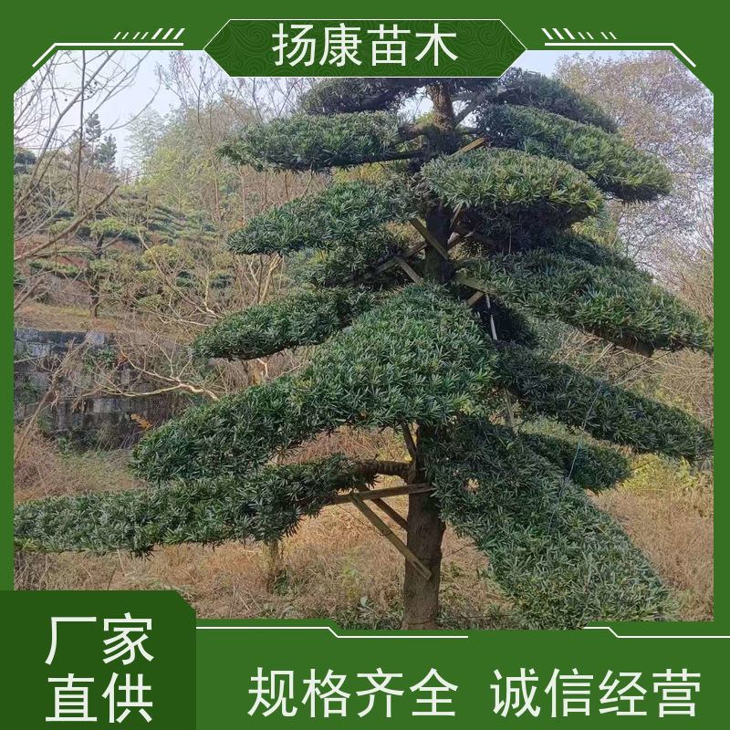 扬康苗木 规格齐全 形状优美 风景绿化树 大叶罗汉松