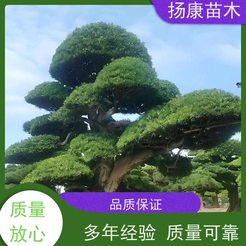 扬康苗木 H1-2米无纺布大袋苗 根须发达易成活 精品造型罗汉松