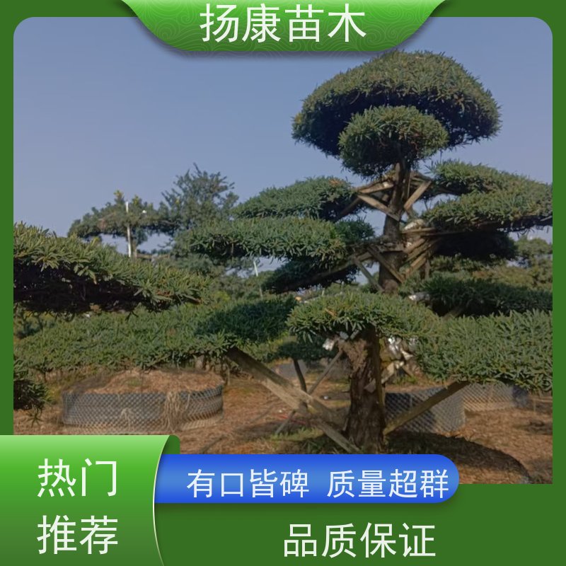 造型罗汉松 规格齐全 扬康苗木 别墅区点缀 易养活