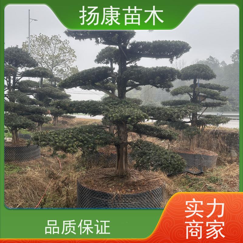 罗汉松毛坯 规格齐全 扬康苗木 景区园林公园绿化种植
