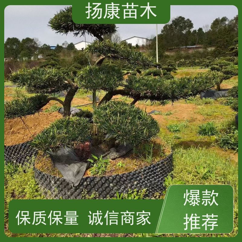 15公分罗汉松 基地直供 扬康苗木 四季常青植物