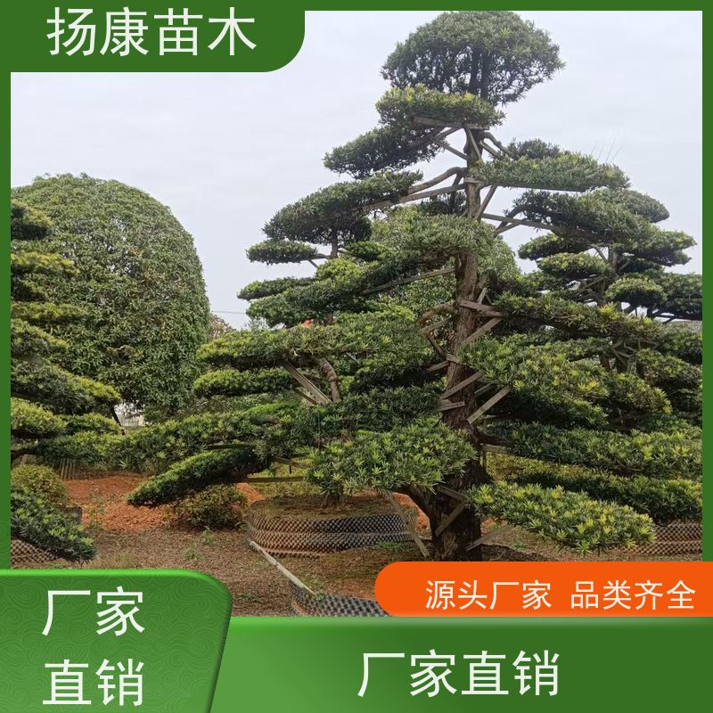 日本罗汉松 多种规格可选 扬康苗木 园林绿化造型松