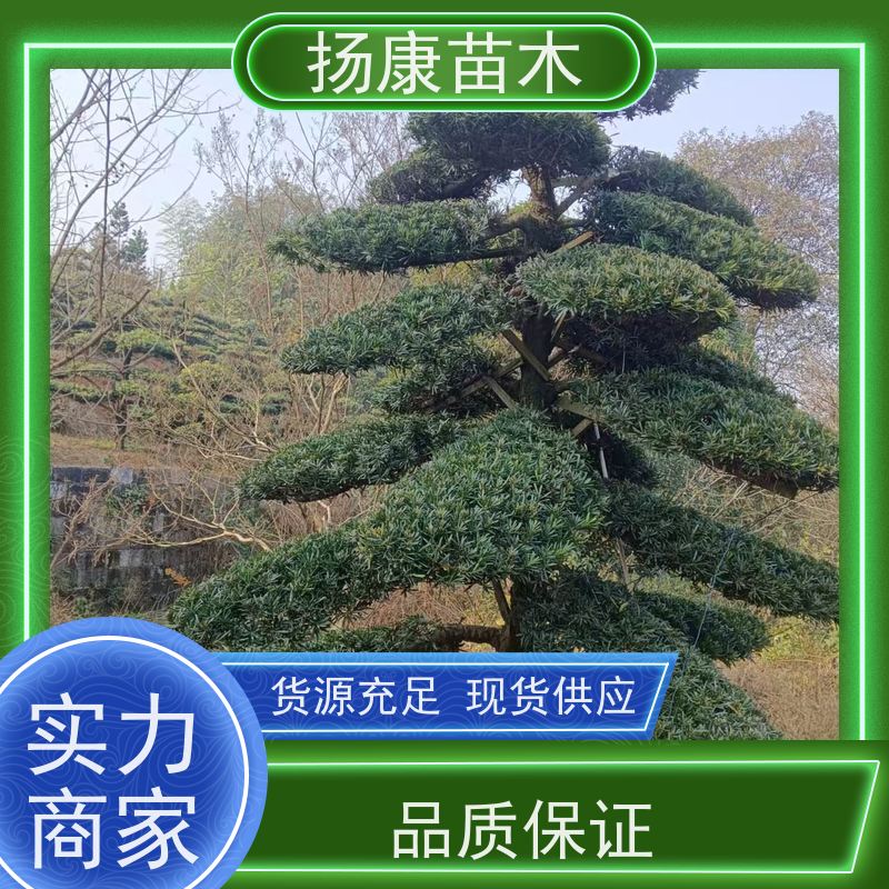 扬康苗木 景区园林绿化用 黑松 别墅庭院风景树 贵妃罗汉松