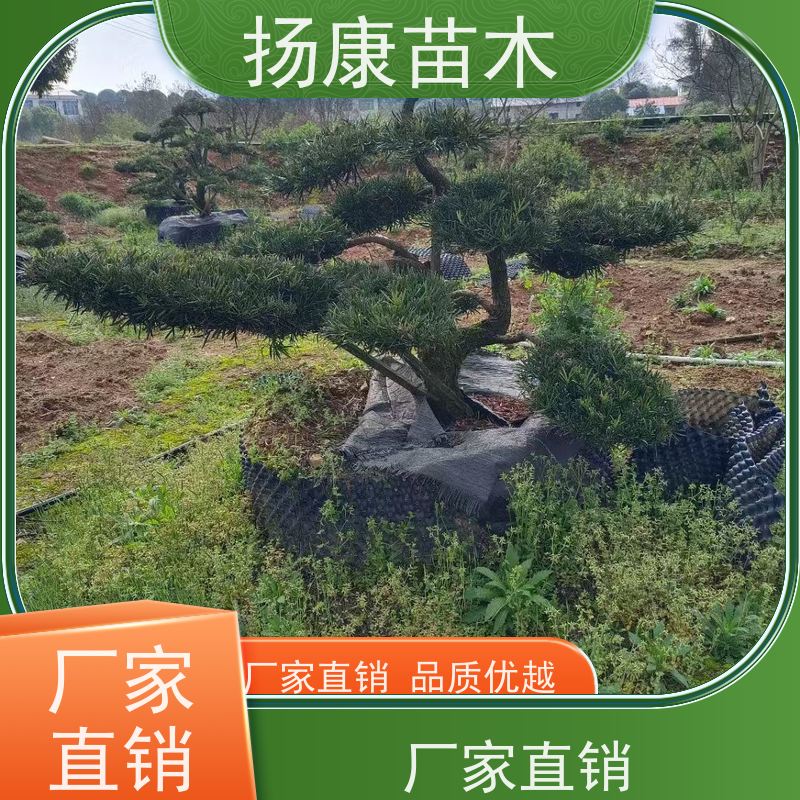 扬康苗木 规格齐全 形状优美 风景绿化树 基地供应 造型罗汉松