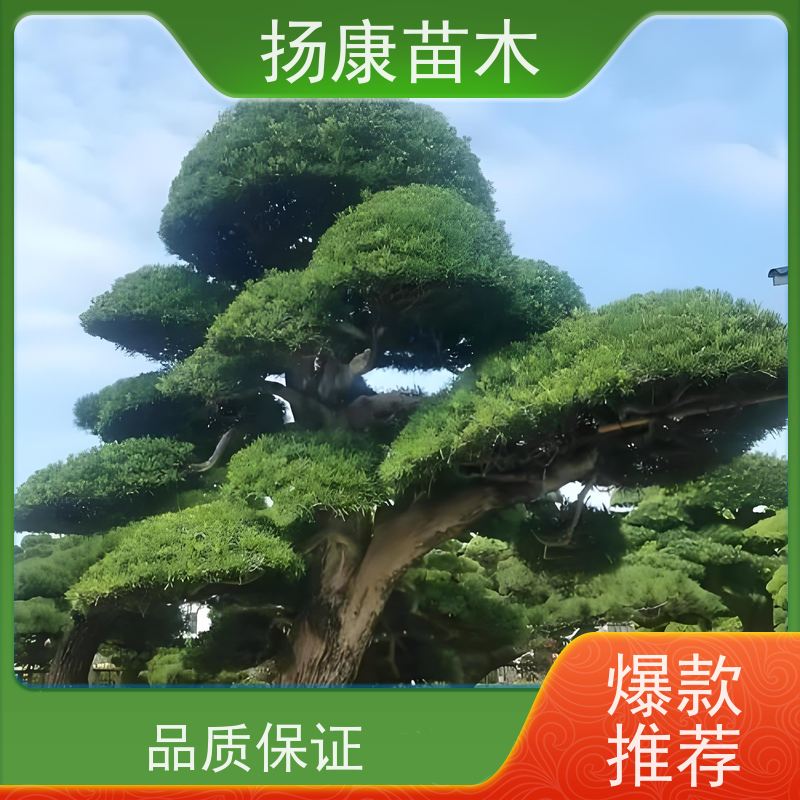 大叶罗汉松 多种规格可选 扬康苗木 苗圃观赏植物