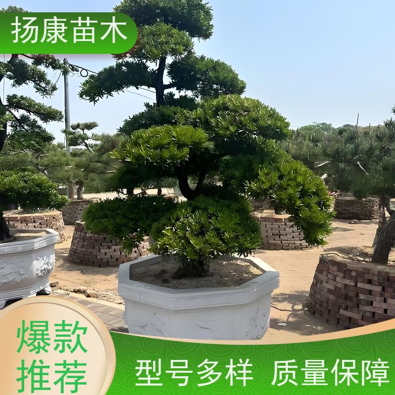 斜飘罗汉松 全国供应 扬康苗木 树形优美 景区别墅风景树 四季常绿