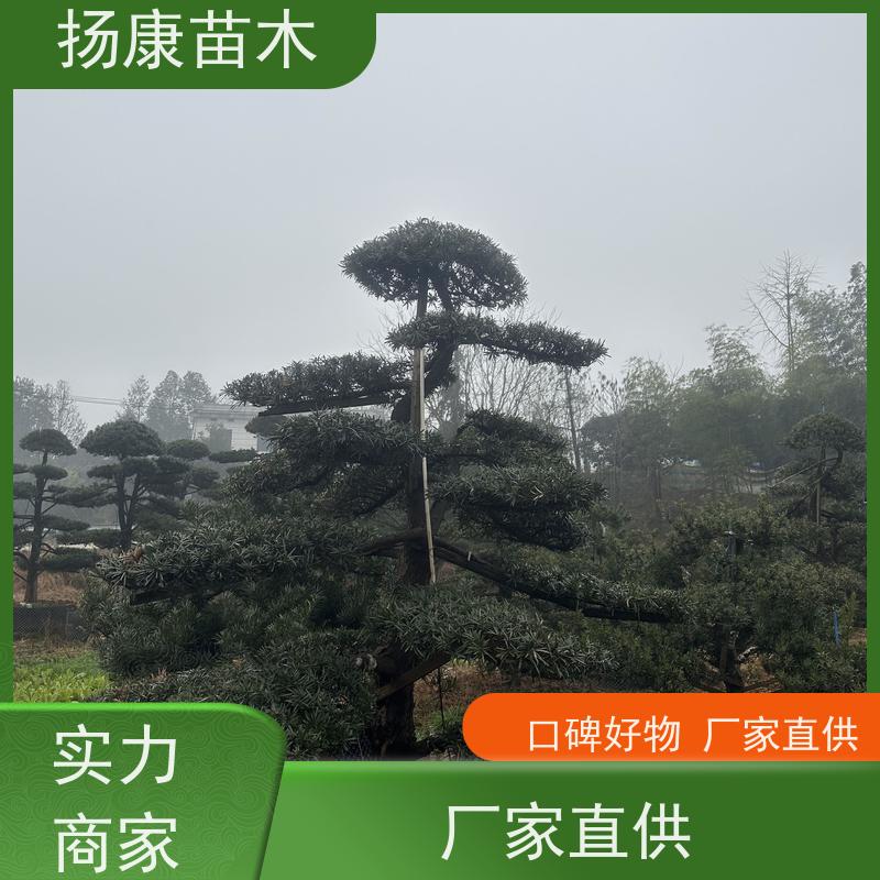 15公分罗汉松 多种规格可选 扬康苗木 苗圃观赏植物