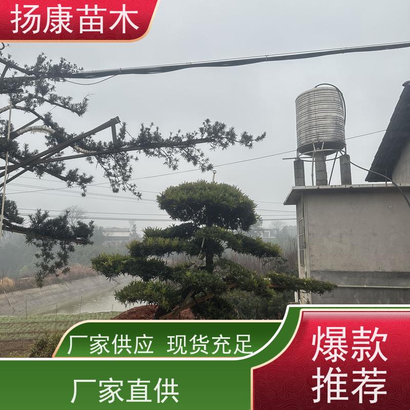 罗汉松 基地直供 扬康苗木 树形优美 景区别墅风景树 四季常绿