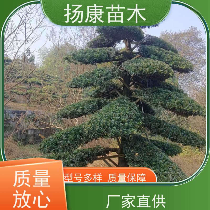 扬康苗木 景区园林绿化用 黑松 别墅庭院风景树 宽叶罗汉松