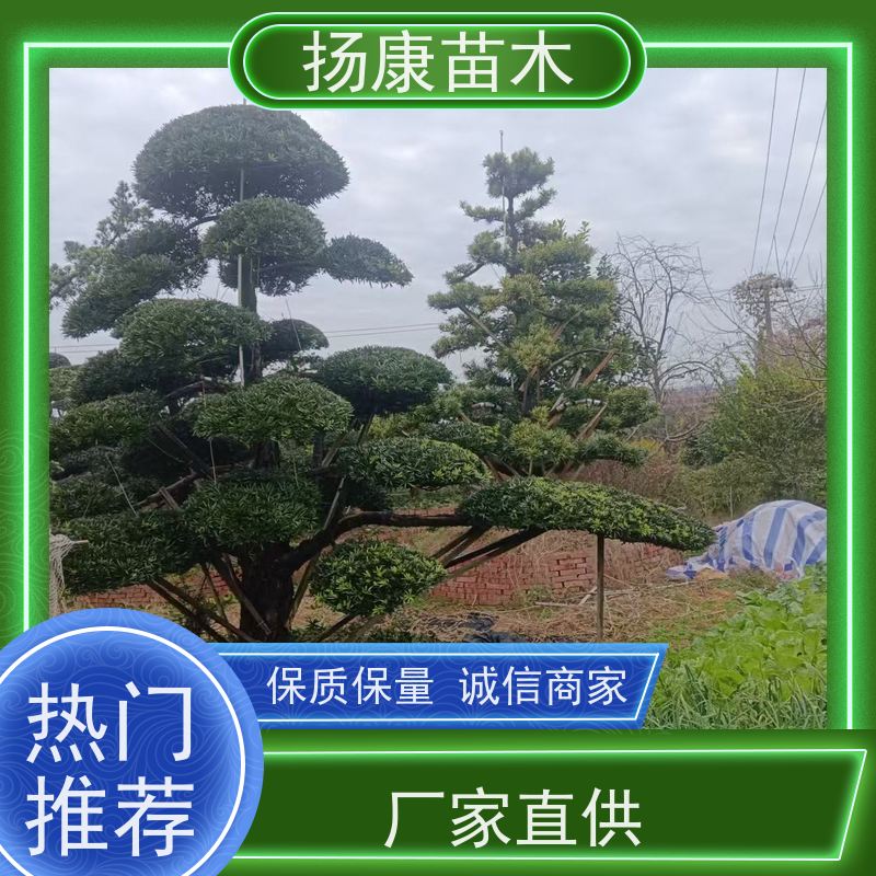 扬康苗木 规格齐全 形状优美 风景绿化树 海岛罗汉松
