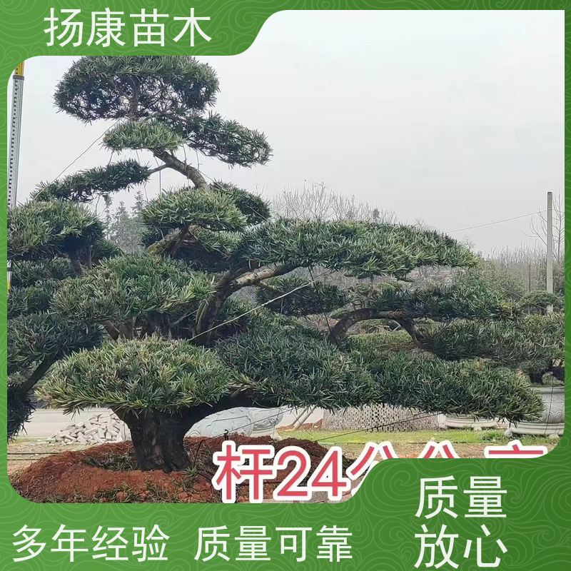 海岛罗汉松 基地直供 扬康苗木 1-20公分造型黑松 庭院小区绿化造景树