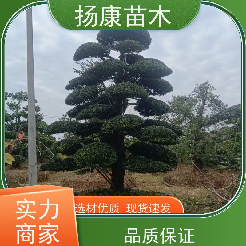 扬康苗木 基地直供 四季常青植物 多种规格可选 宽叶罗汉松