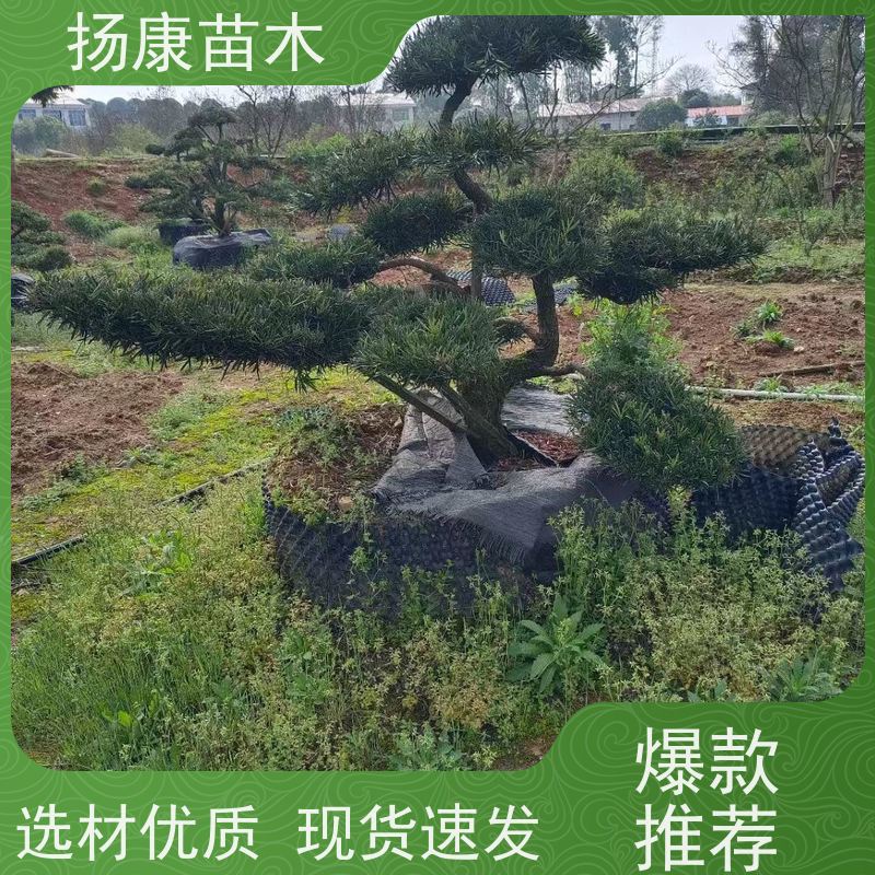 罗汉松 多种规格可选 扬康苗木 1-20公分造型黑松 庭院小区绿化造景树
