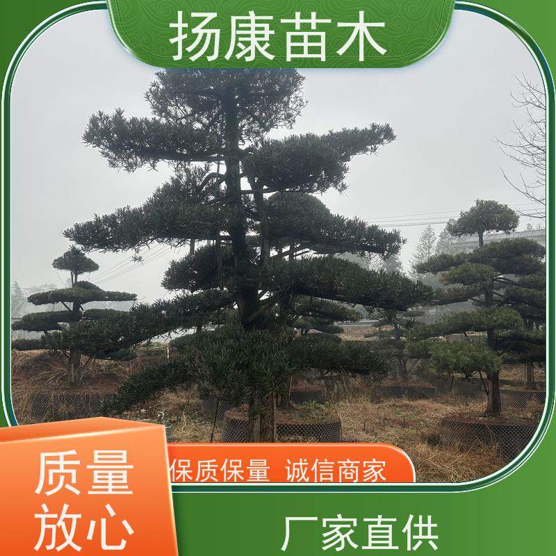 20公分罗汉松 多种规格可选 扬康苗木 四季常青植物
