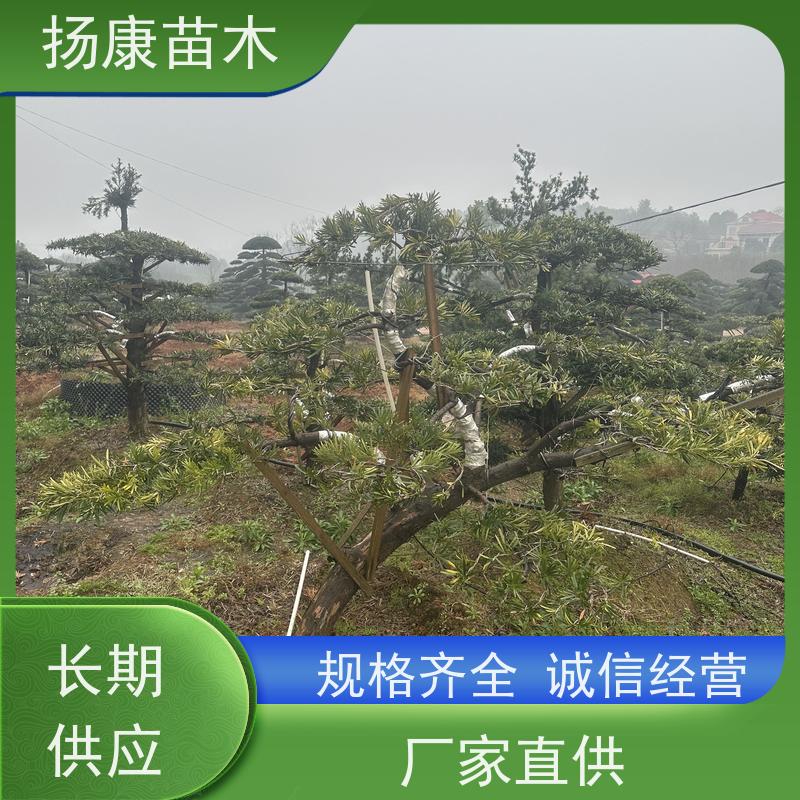 小叶罗汉松 全国供应 扬康苗木 园林绿化造型松