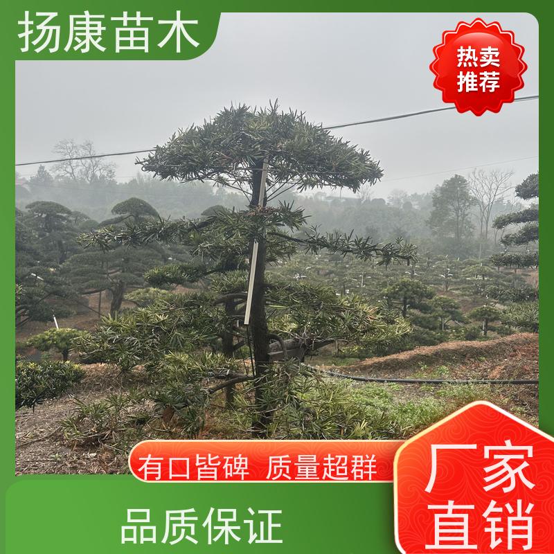 扬康苗木 规格齐全 别墅景区道路园林绿化大型造景树 造型罗汉松