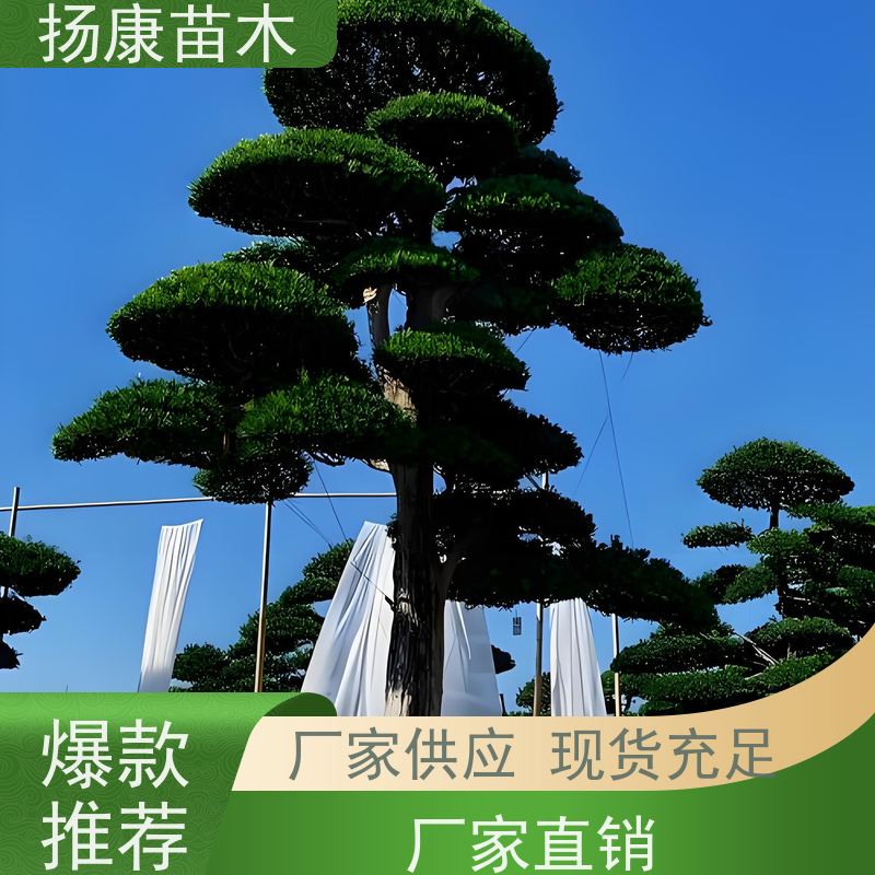 斜飘罗汉松 全国供应 扬康苗木 别墅区点缀 易养活
