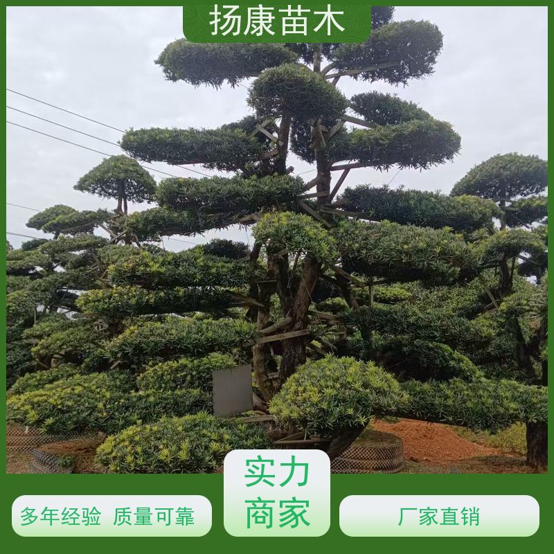 红芽珍珠罗汉松 多种规格可选 扬康苗木 苗圃观赏植物