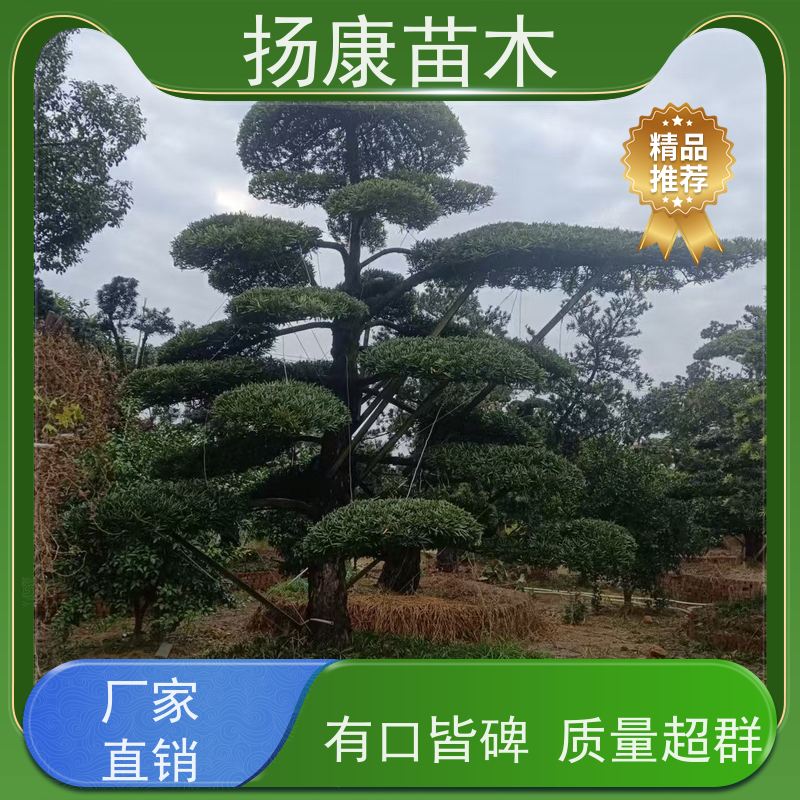 珍珠罗汉松 基地直供 扬康苗木 别墅区点缀 易养活