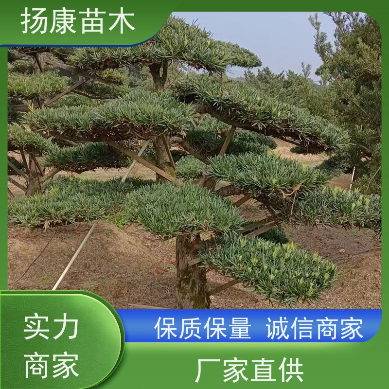 小叶罗汉松 全国供应 扬康苗木 庭院园林景观打造绿化道路观赏价值高