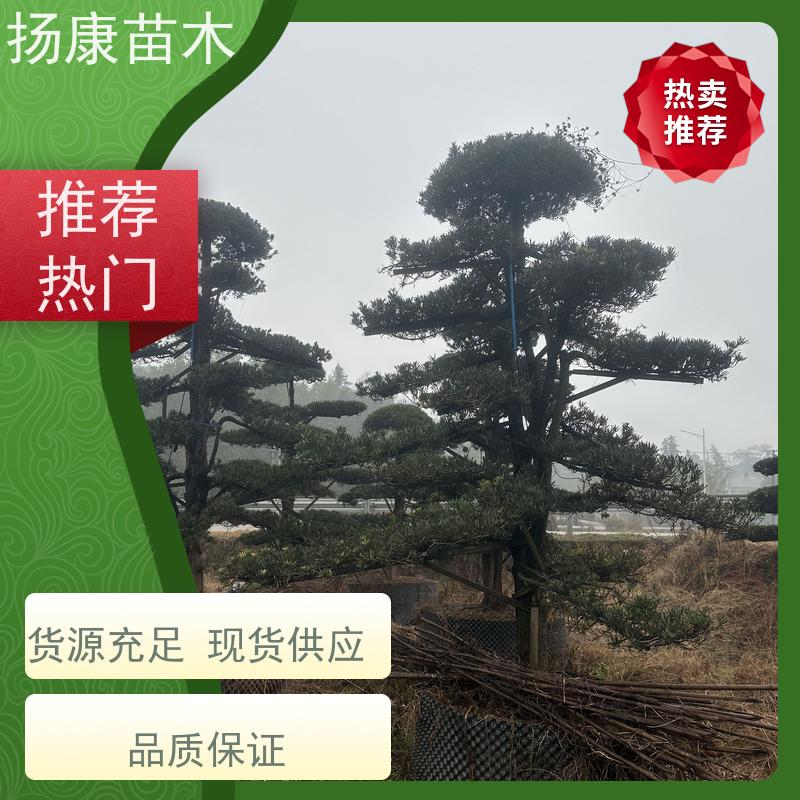 扬康苗木 规格齐全 别墅景区道路园林绿化大型造景树 珍珠罗汉松