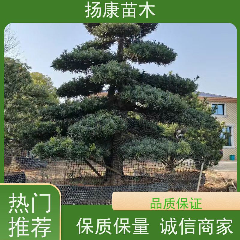 15公分罗汉松 基地直供 扬康苗木 别墅区点缀 易养活