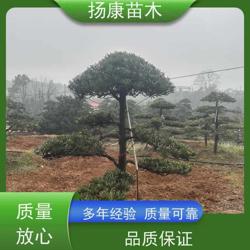 扬康苗木 百亩基地直供 绿意盎然 造型美观 生长旺盛 小叶罗汉松