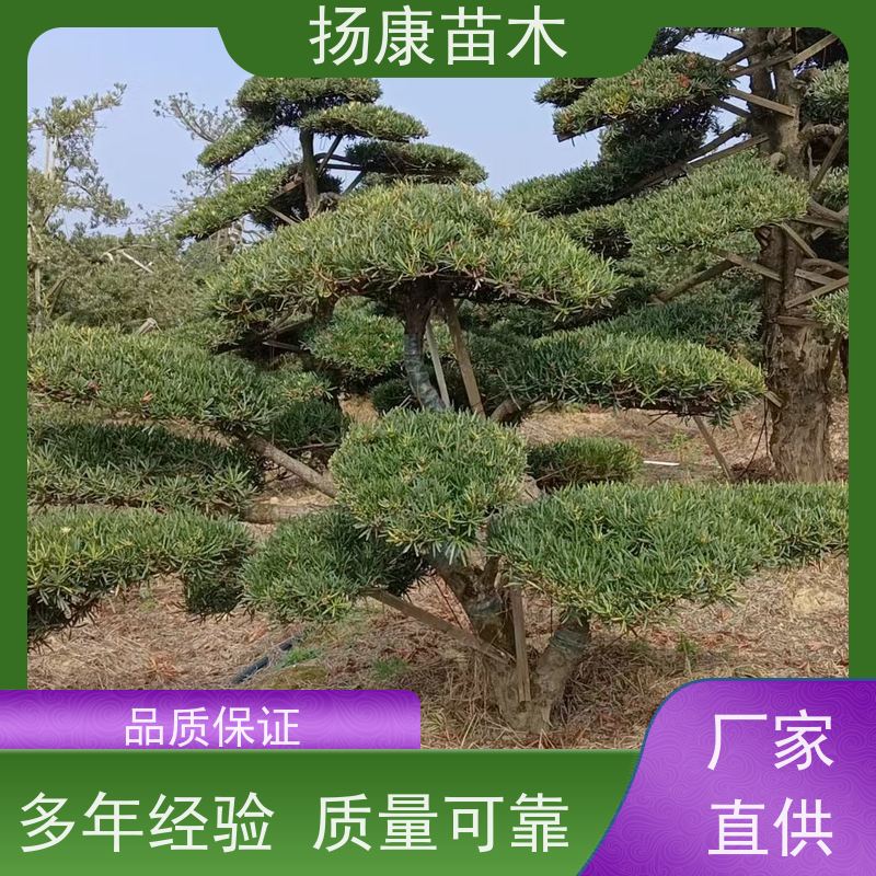 海岛罗汉松 多种规格可选 扬康苗木 别墅庭院风景树 