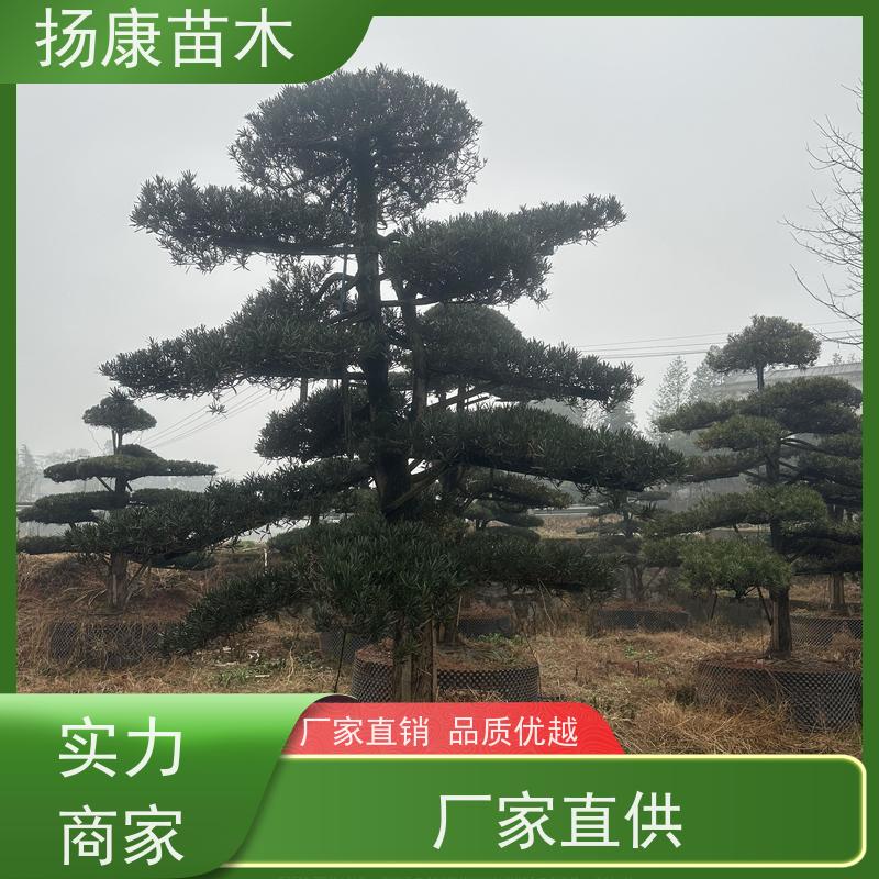 米叶罗汉松 规格齐全 扬康苗木 庭院园林景观打造绿化道路观赏价值高