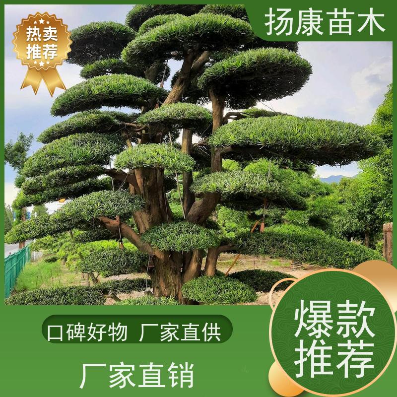 宽叶罗汉松 基地直供 扬康苗木 别墅区点缀 易养活