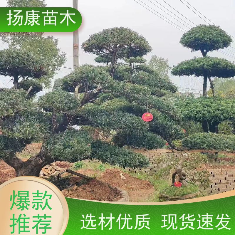 米叶罗汉松 多种规格可选 扬康苗木 园林绿化造型松