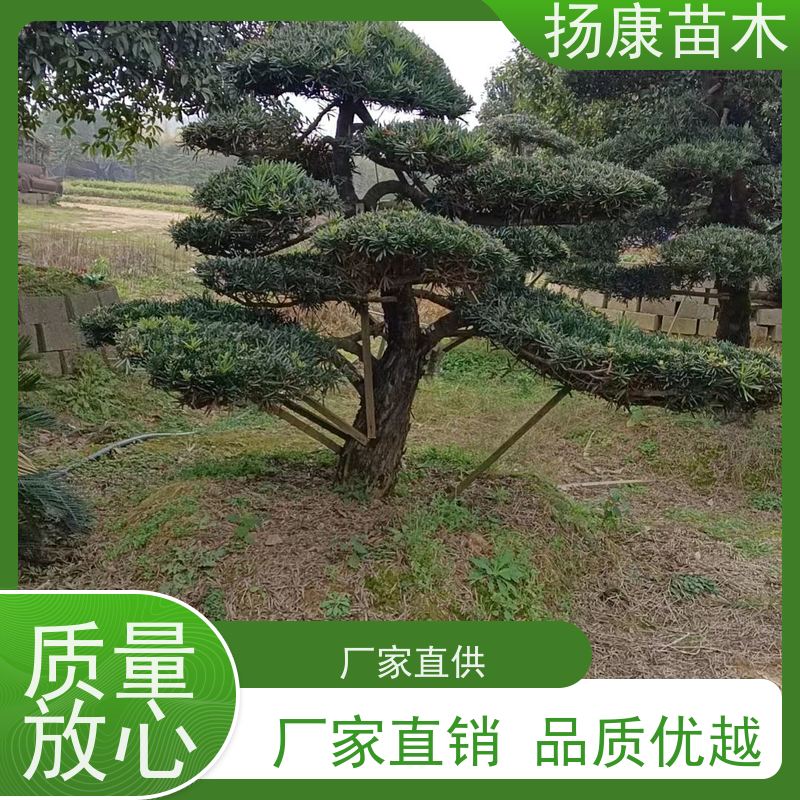 12公分罗汉松 基地直供 扬康苗木 园林绿化造型松