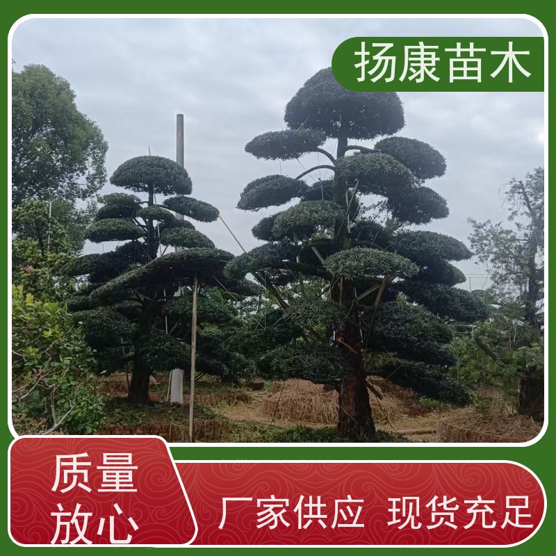 宽叶罗汉松 多种规格可选 扬康苗木 景区园林公园绿化种植